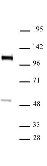 FOXM1 Antibody in Western Blot (WB)
