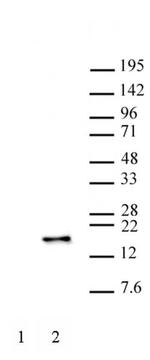 Phospho-Histone H3 (Ser28) Antibody in Western Blot (WB)