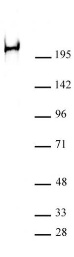 Phospho-RNA pol II CTD (Ser2) Antibody in Western Blot (WB)
