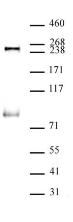 Phospho-RNA pol II CTD (Ser5) Antibody in Western Blot (WB)