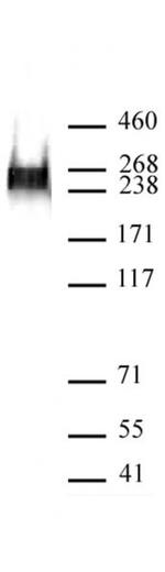 Phospho-RNA pol II CTD (Ser7) Antibody in Western Blot (WB)