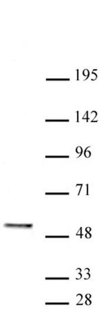 SMARCE1 Antibody in Western Blot (WB)