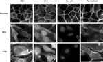 Occludin Antibody in Immunocytochemistry (ICC/IF)