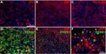 Occludin Antibody in Immunocytochemistry (ICC/IF)