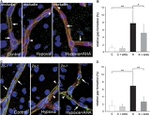 Occludin Antibody in Immunocytochemistry (ICC/IF)