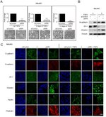 E-cadherin Antibody in Immunocytochemistry (ICC/IF)