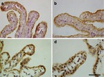 Occludin Antibody in Immunohistochemistry (Paraffin) (IHC (P))