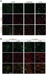 ZO-1 Antibody in Immunohistochemistry, Immunocytochemistry (IHC, ICC/IF)