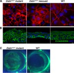ZO-1 Antibody in Immunocytochemistry (ICC/IF)