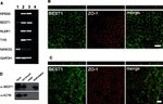 ZO-1 Antibody in Immunocytochemistry (ICC/IF)