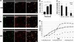 ZO-1 Antibody in Immunocytochemistry (ICC/IF)