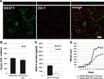 ZO-1 Antibody in Immunocytochemistry (ICC/IF)
