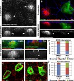 ZO-1 Antibody in Immunocytochemistry (ICC/IF)