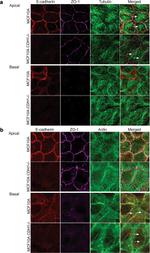 ZO-1 Antibody in Immunocytochemistry (ICC/IF)