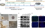 ZO-1 Antibody in Immunocytochemistry (ICC/IF)