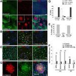 ZO-1 Antibody in Immunocytochemistry (ICC/IF)
