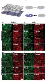 ZO-1 Antibody in Immunocytochemistry (ICC/IF)