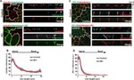 GFP Antibody in Immunocytochemistry (ICC/IF)