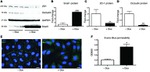 ZO-1 Antibody in Immunocytochemistry (ICC/IF)