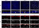 ZO-1 Antibody in Immunocytochemistry (ICC/IF)