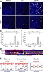 ZO-1 Antibody in Immunocytochemistry (ICC/IF)