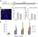 ZO-1 Antibody in Immunocytochemistry (ICC/IF)