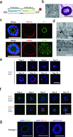 ZO-1 Antibody in Immunocytochemistry (ICC/IF)