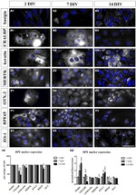 ZO-1 Antibody in Immunocytochemistry (ICC/IF)
