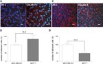 ZO-1 Antibody in Immunocytochemistry (ICC/IF)