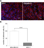 ZO-1 Antibody in Immunocytochemistry (ICC/IF)