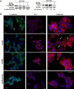 ZO-1 Antibody in Immunocytochemistry (ICC/IF)