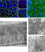 ZO-1 Antibody in Immunocytochemistry (ICC/IF)