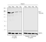 ZO-1 Antibody in Western Blot (WB)