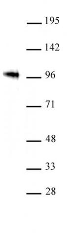 SOX6 Antibody in Western Blot (WB)
