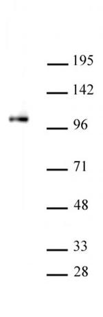 SFMBT1 Antibody in Western Blot (WB)