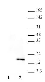 Phospho-Histone H3 (Thr32) Antibody in Western Blot (WB)