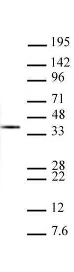 Histone H1 Antibody in Western Blot (WB)