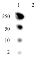 Histone H2A.J Antibody in Dot Blot (DB)
