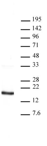 Histone H3 Antibody in Western Blot (WB)