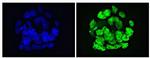 GLIS1 Antibody in Immunocytochemistry (ICC/IF)