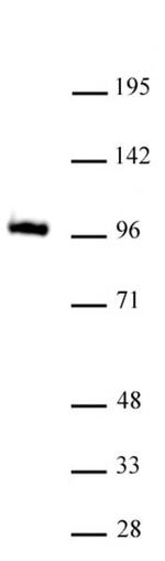 GLIS1 Antibody in Western Blot (WB)