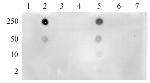 Histone H3K4ac Antibody in Dot Blot (DB)