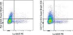 CD117 (c-Kit) Monoclonal Antibody (2B8), Super Bright™ 436, eBioscience™