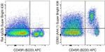 CD93 (AA4.1) Monoclonal Antibody (AA4.1), Super Bright™ 436, eBioscience™