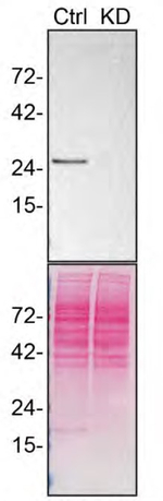 Mouse IgG (H+L) Secondary Antibody in Western Blot (WB)