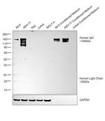 Human IgG (H+L) Secondary Antibody in Western Blot (WB)