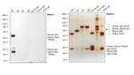 Human IgG (H+L) Secondary Antibody in Western Blot (WB)