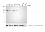 Rat IgG (H+L) Secondary Antibody in Western Blot (WB)