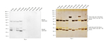 Rat IgG (H+L) Secondary Antibody in Western Blot (WB)