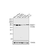 Goat anti-Rat IgG (H+L) Secondary Antibody, HRP